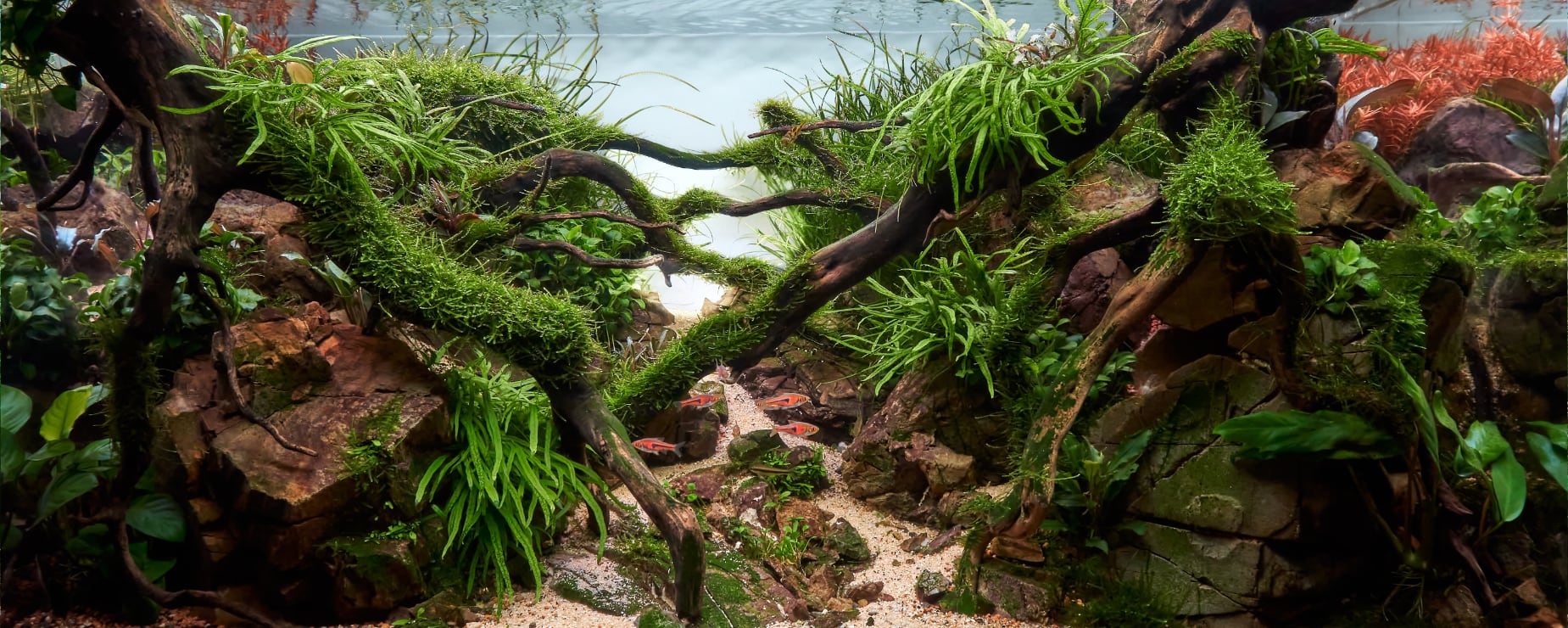 Lush Aquascapes, Delivered Express