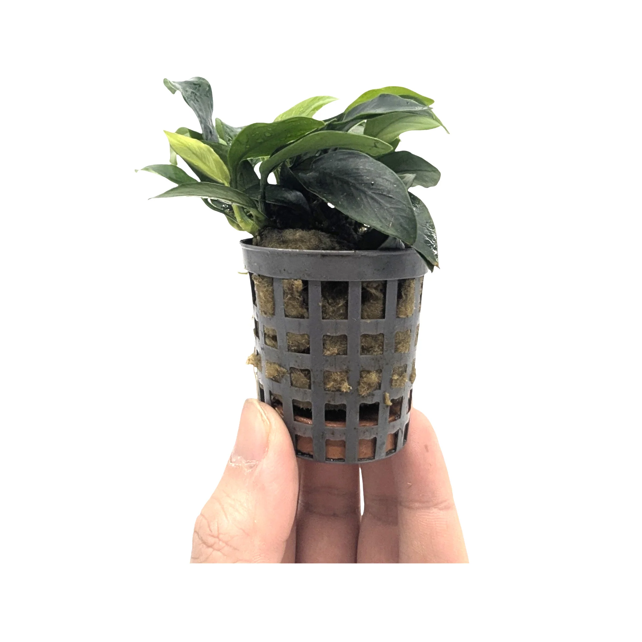 Thumb 4
