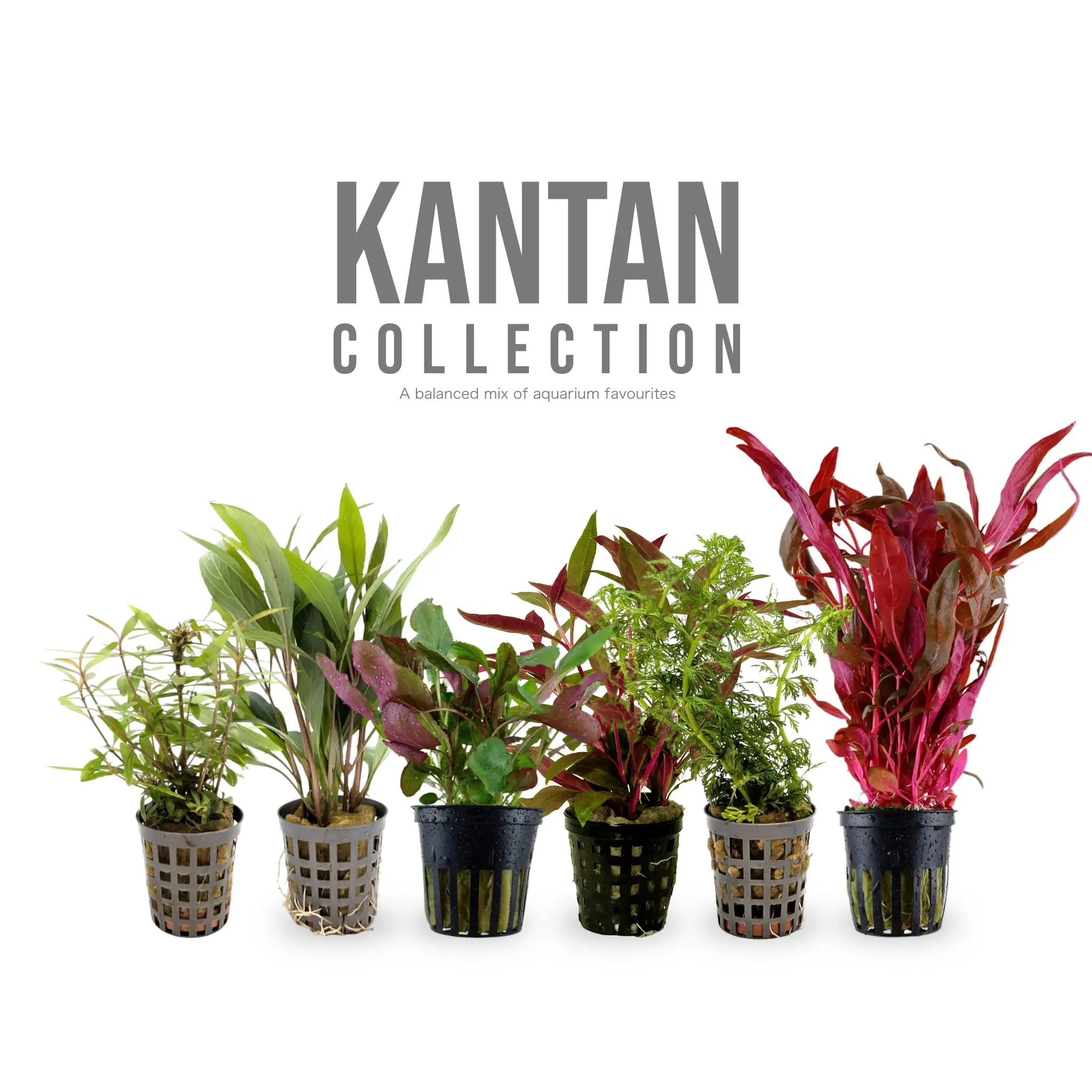 Sale Items | Aquarium Plants & Equipment Deals